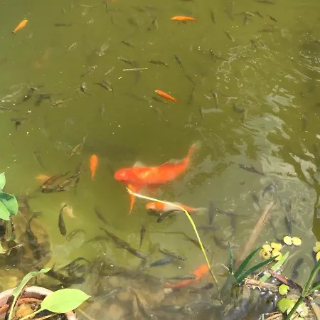 Apartamento Mecsek *