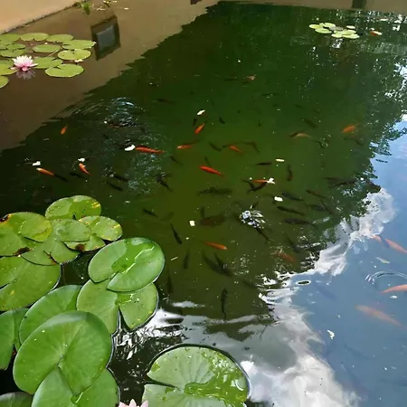 Apartament Mecsek *